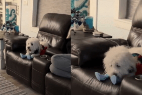 a cute dog wearing shoes