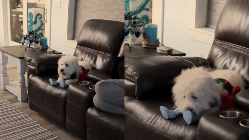 a cute dog wearing shoes