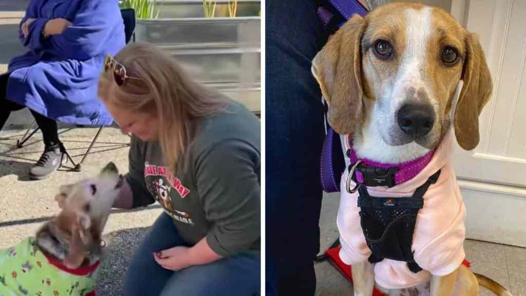 dog foster video