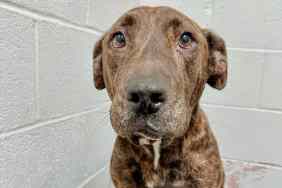 Picture of the dog who made an incredible recovery after being shot.