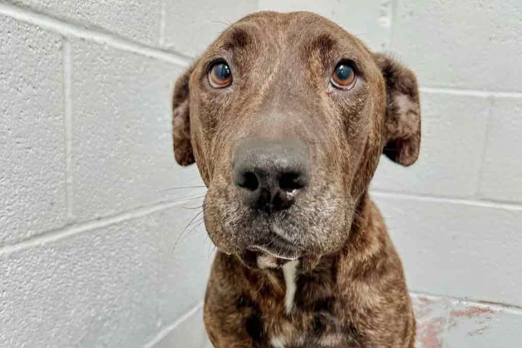 Picture of the dog who made an incredible recovery after being shot.