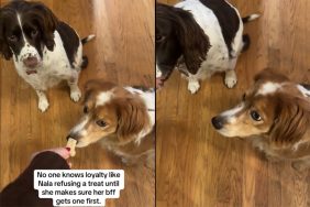 Dog refusing treats until BFF gets one.