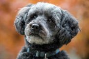 A closeup shot of a small grey Schnoodle wearing a blue collar against an autumn backdrop of orange leaves.