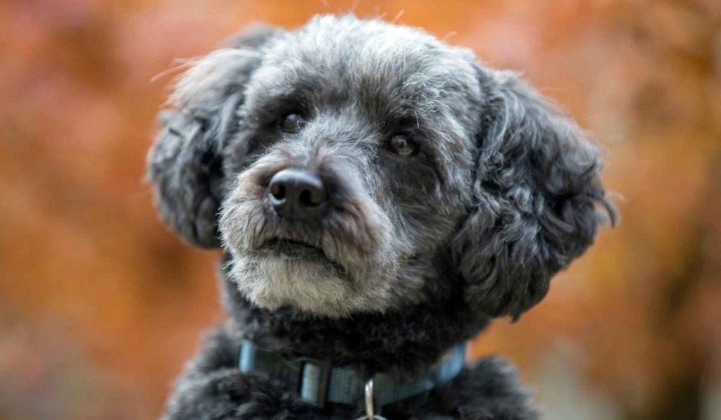 A closeup shot of a small grey Schnoodle wearing a blue collar against an autumn backdrop of orange leaves.