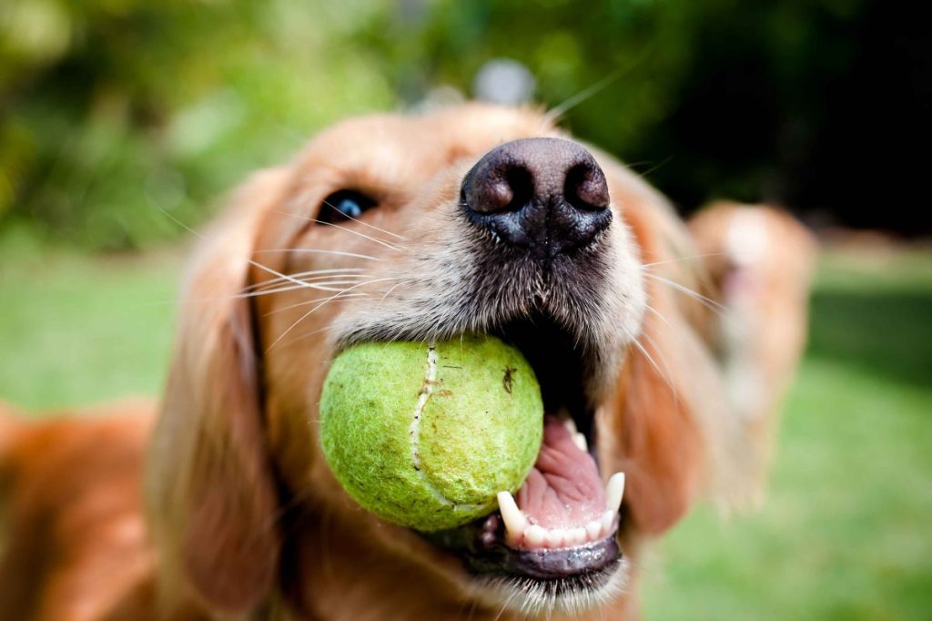 A close up shot of a happy Golden Retriever with a tennis ball in his mouth.