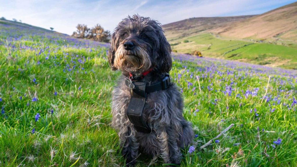 A sweet looking medium Schnoodle sits on a hillside in a field of bluebell flowers.