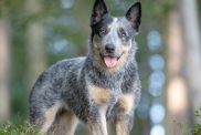 Portrait of a purebred Female Australian Cattle Dog standing in a forest.