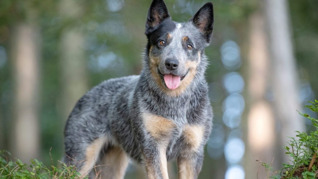 Portrait of a purebred Female Australian Cattle Dog standing in a forest.