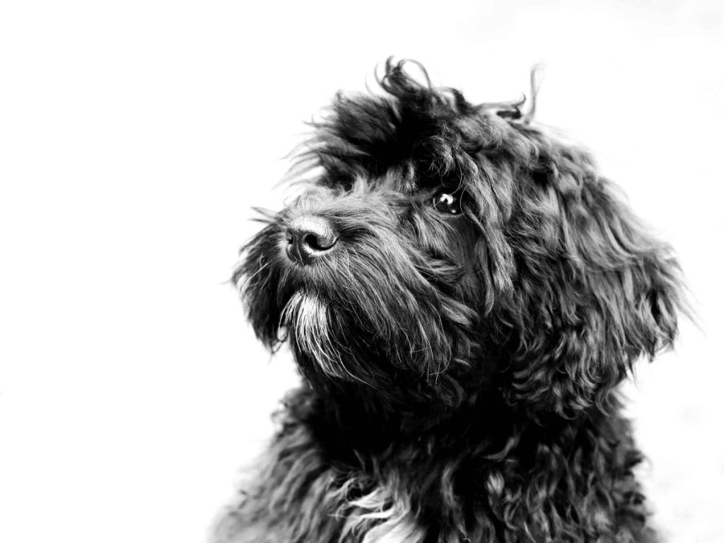 A small black Schnoodle, or Schnauzer and Poodle mix, with a white spot on his chest against a white studio backdrop.