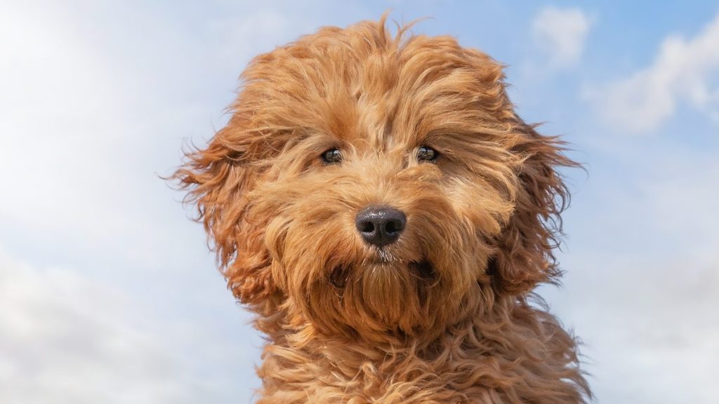 A Mini Goldendoodle sits in a field against a blue sky looking into the camera.