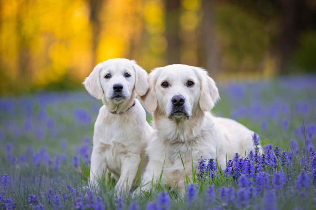 A white cream Golden Retriever sits next to a white cream Golden Retriever puppy in a field of lavender at golden hour.