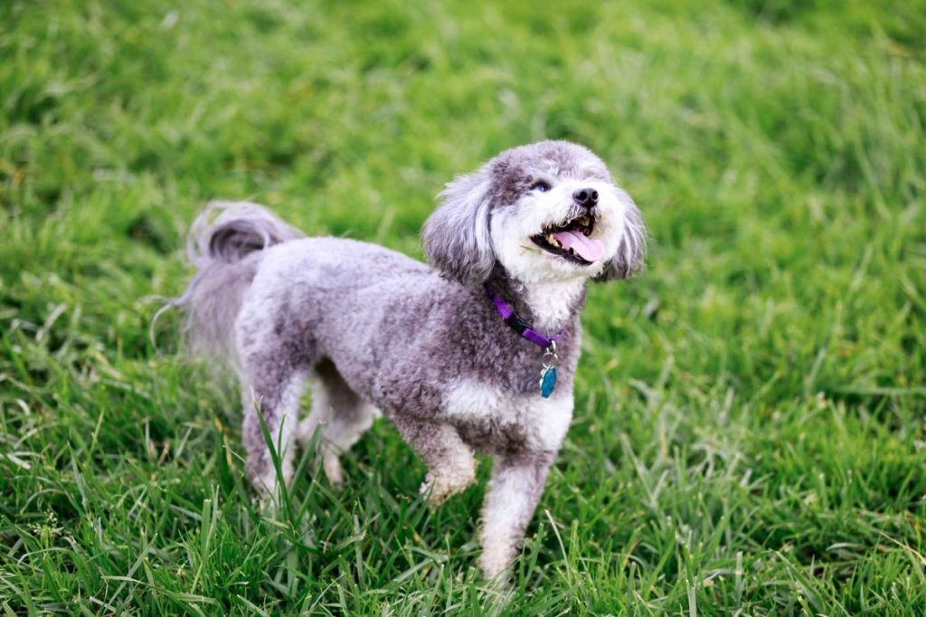 A small Schnoodle plays in a grassy dog park.