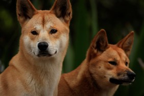 Dingo Dog Breed Information