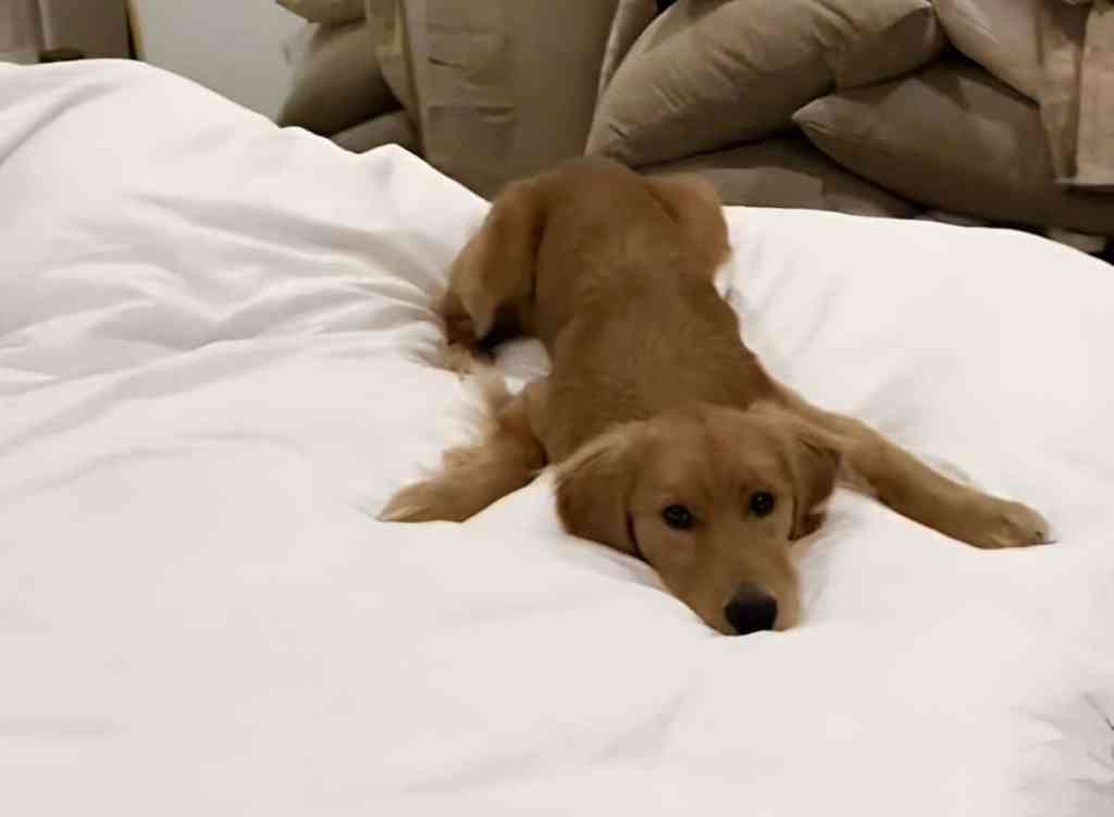 Golden Retriever puppy video.