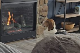 Stray dog video