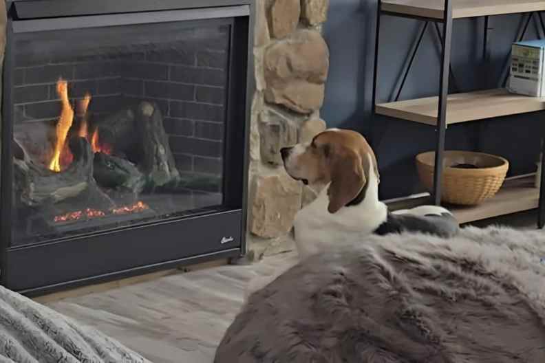 Stray dog video