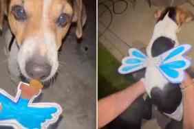 dog video fake wings