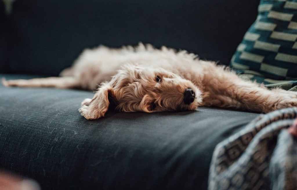 Young Goldendoodle, a breed susceptible to stomach ulcers rests on a couch. Here's what you should know about the uses, dosage, and side effects of omeprazole for dogs