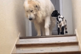 a dog and a goat video