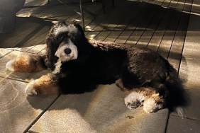 Tamron Hall Dog Exodus Breed Age How Old Bernedoodle Moses