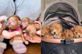 7 week old puppies