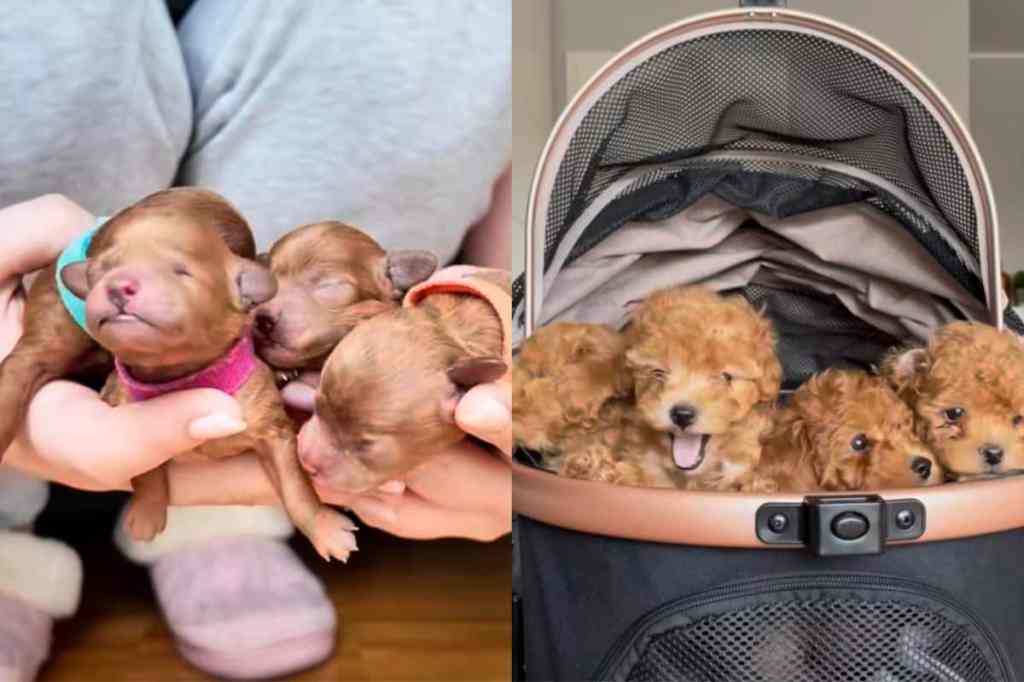 7 week old puppies