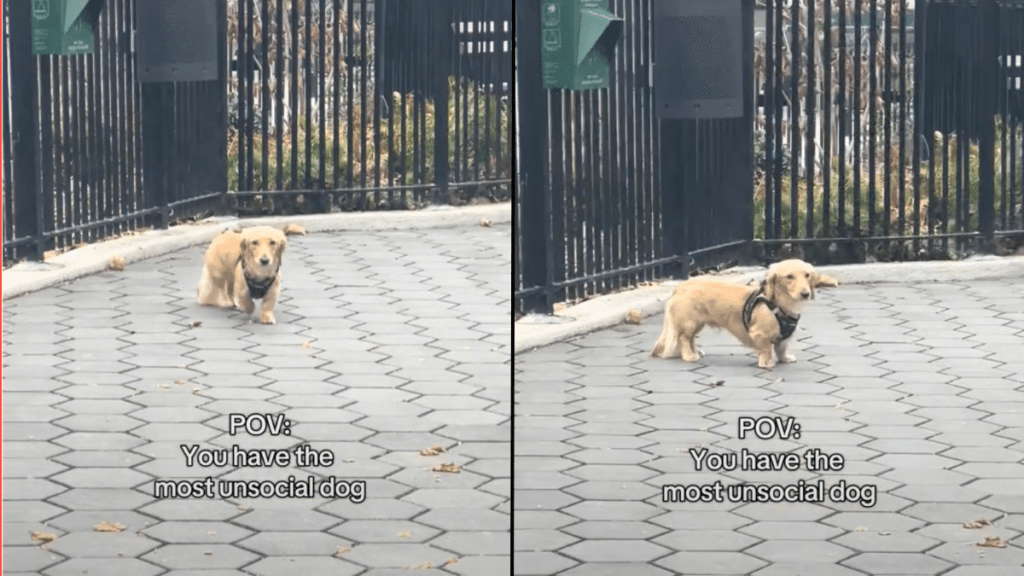 dog park video