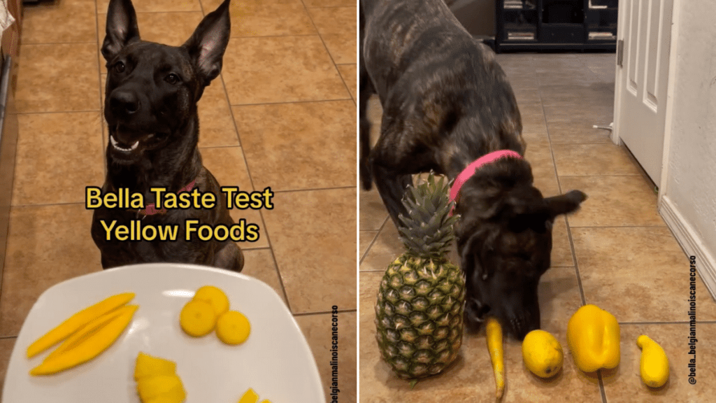 dog video taste test yellow foods