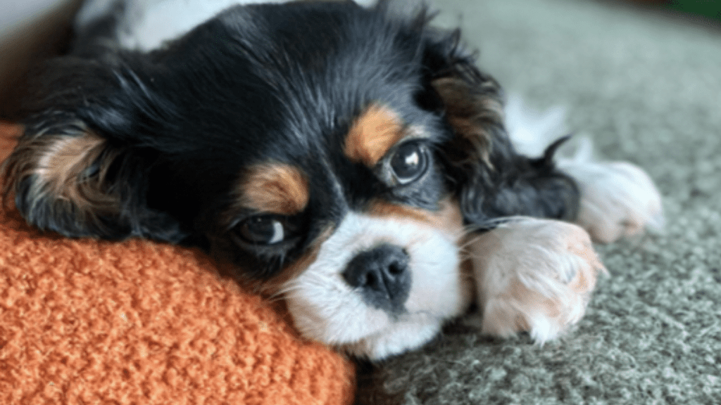 Seth Rogen's Dog Ada