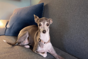 Seth Meyers' Dog Frisbee