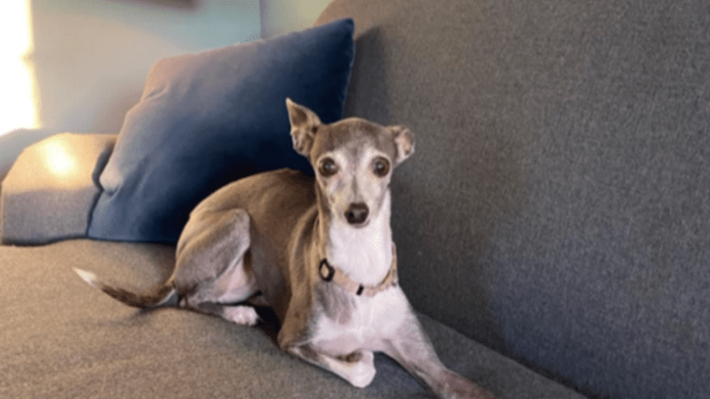 Seth Meyers' Dog Frisbee