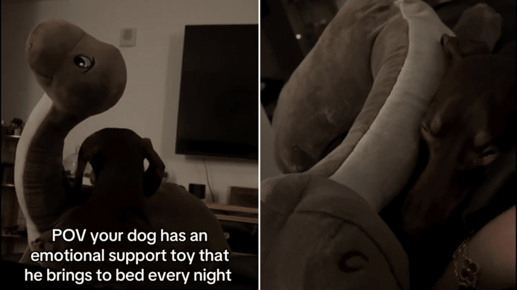 dog emotional support toy