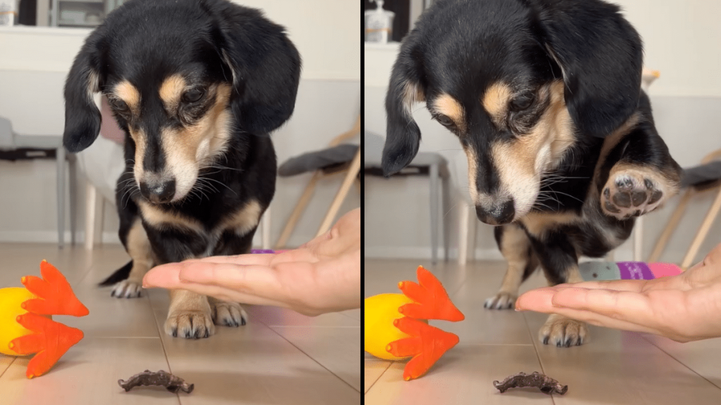 dog treat trick Instagram video
