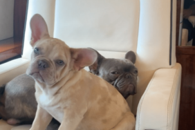 Megan Thee Stallion's Dog