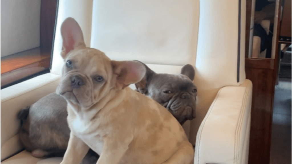 Megan Thee Stallion's Dog