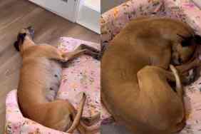 Video of adopted Greyhound sleeping.