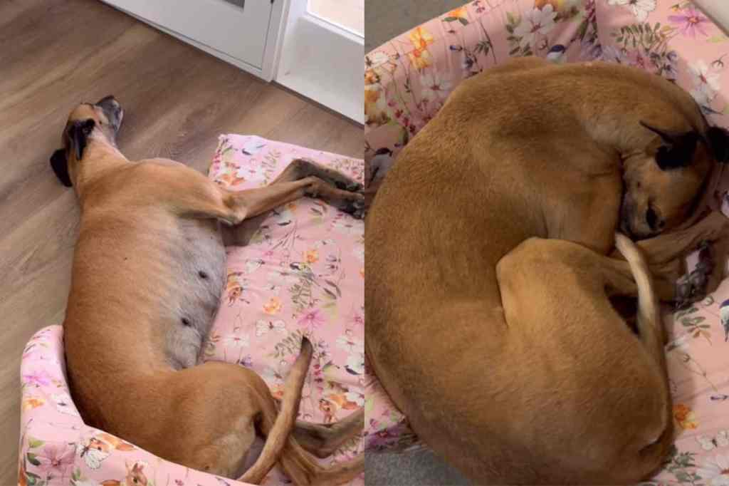 Video of adopted Greyhound sleeping.