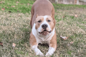 Megan Thee Stallion's Dog