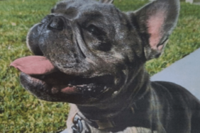 Snoop Dogg's Dog