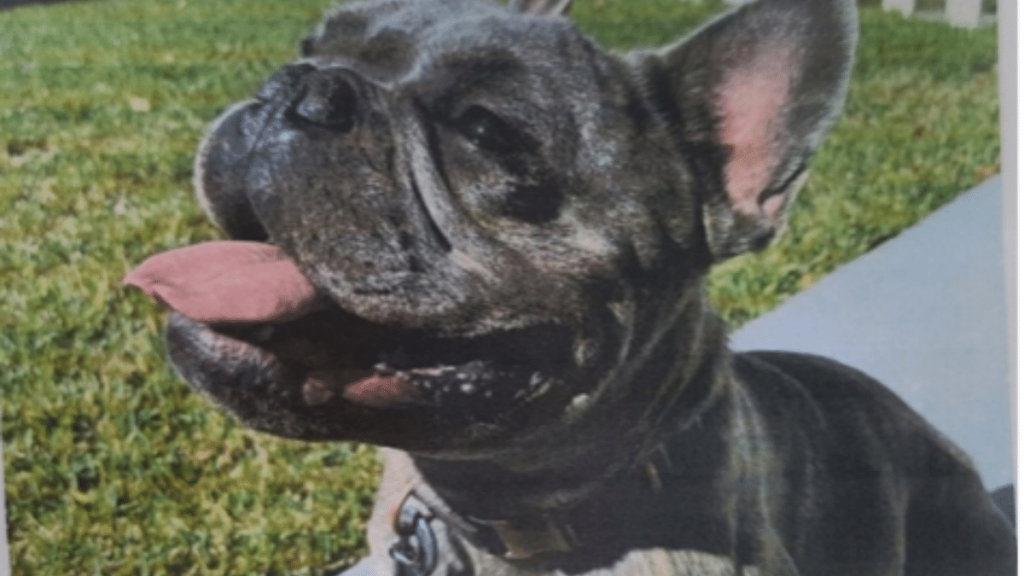 Snoop Dogg's Dog