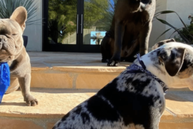 Megan Thee Stallion's Dog