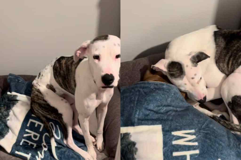 Rescue dog sleeping next to senior dog in video.