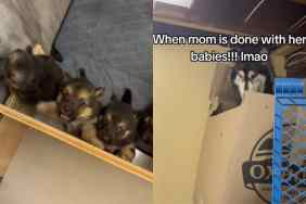 Video of mama dog and puppies.