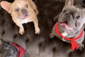 Megan Thee Stallion's Dog