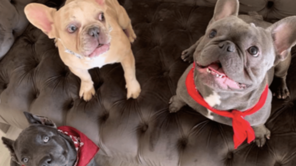 Megan Thee Stallion's Dog