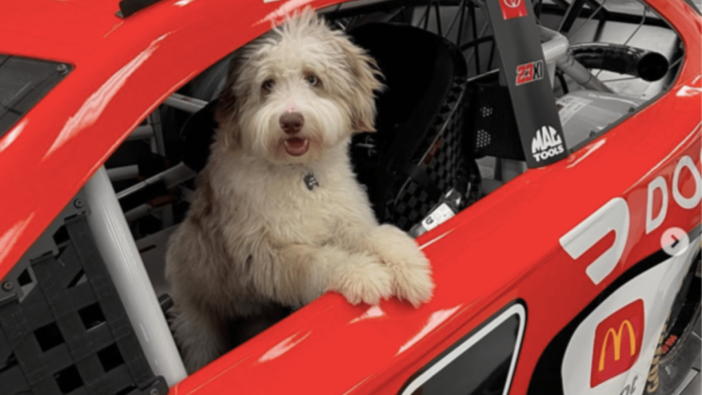 Bubba Wallace's Dog Asher