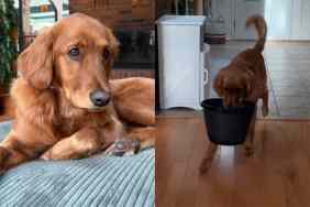 Video of anxious dog with bucket.