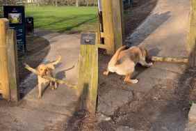 Video of dog bringing stick.
