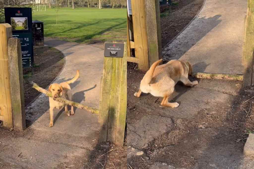 Video of dog bringing stick.