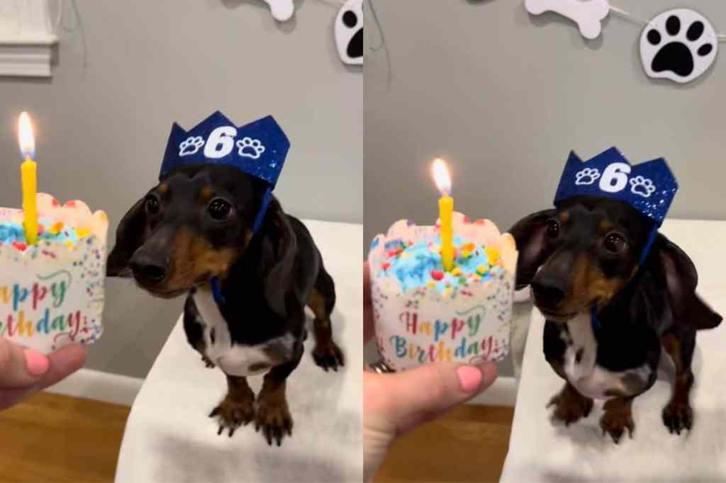 Dog’s little hops on his birthday.